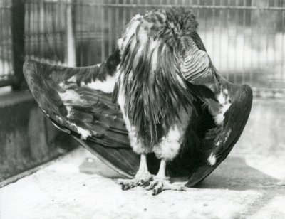 A Lappet-faced Vulture Standing on the Floor of Its Enclosure, Preening Its Wing Feathers, London Zoo by Frederick William Bond