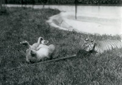 Lion and Tiger Cub Play with a Mop, on the Grass, by a Pool, London Zoo, September 1925 by Frederick William Bond