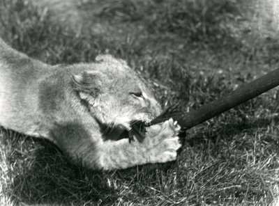 Lion Cub Playing with a Mop, Held by Its Keeper, on the Grass in Front of Its Den, London Zoo, September 1925 by Frederick William Bond