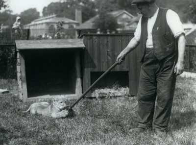 Lion Cub Playing with a Mop, Held by Its Keeper, on the Grass in Front of Its Den, London Zoo, September 1925 by Frederick William Bond