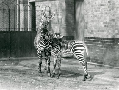 A Mountain Zebra and her foal at London Zoo in 1929 by Frederick William Bond