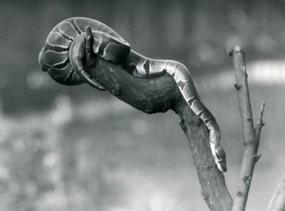 Royal Ball Python Making Its Way Down a Branch at London Zoo, October 1925 by Frederick William Bond