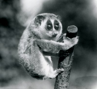 A Slender Loris Holding on to the End of a Branch, London Zoo, August 1926 by Frederick William Bond
