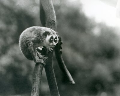 A Slender Loris looking down from on a branch, London Zoo, August 1926 by Frederick William Bond
