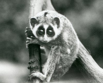 A Slender Loris Looking Down from a Branch, London Zoo (August 1926) by Frederick William Bond