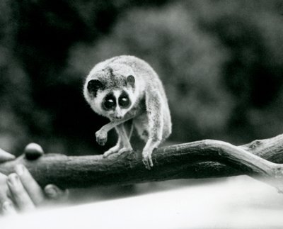 A Slender Loris Looking Down from a Branch Held in a Keeper