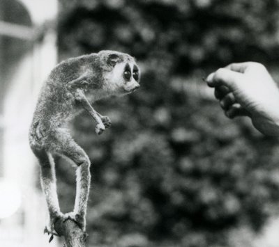 A Slender Loris Standing Upright on a Branch, Looking at a Keeper