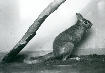 A South African Springhare by Frederick William Bond