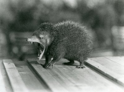 A Tenrec with its mouth open, showing its wide gape and sharp teeth, London Zoo by Frederick William Bond