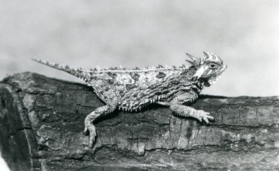 A Texas Horned Lizard/Horntoad/Horned Toad/Horny Toad Resting on a Log at London Zoo in August 1928 by Frederick William Bond