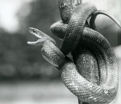 A Texas Rat Snake Gaping, While Coiled Around a Near Vertical Branch, London Zoo, August 1928 by Frederick William Bond