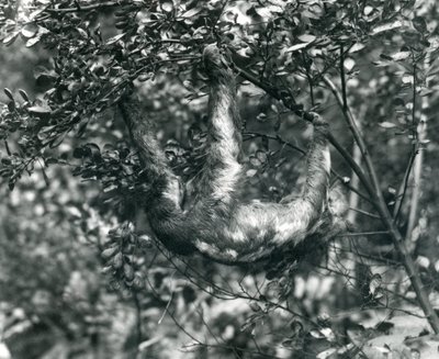 A Three-toed Sloth hanging from a leafy branch at London Zoo. August 1920 by Frederick William Bond