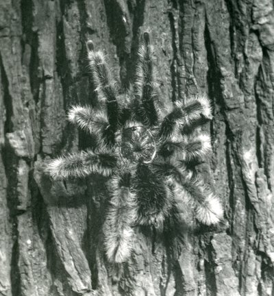 A Trinidad Chevron Tarantula on the bark of a tree trunk, London Zoo, October 1926 by Frederick William Bond