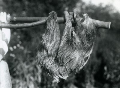 A Two-toed Sloth hanging from a cut branch, which is held by a keeper, London Zoo, 1925 by Frederick William Bond
