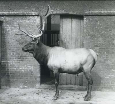 A Wapiti (Elk) Stag Standing in His Enclosure at London Zoo, September 1927 by Frederick William Bond