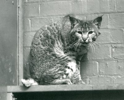 Bay Lynx at London Zoo, March 1925 by Frederick William Bond