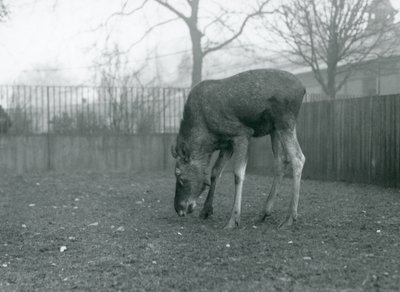 A Bull Elk Stands in His Paddock and Reaches Down Towards the Grass, London Zoo, January 1926 by Frederick William Bond