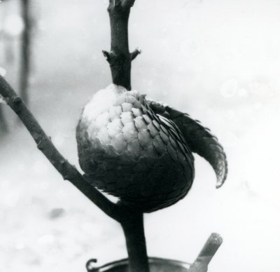 Chinese Pangolin at London Zoo, July 1925 by Frederick William Bond