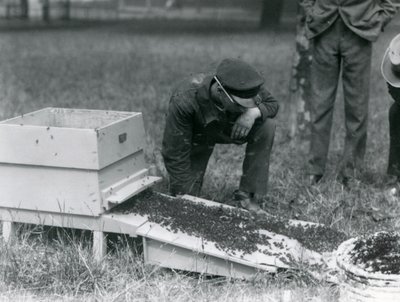 A Group of Keepers, Including Brown, Moving a Swarm of Honey Bees, London Zoo, July 1926 by Frederick William Bond