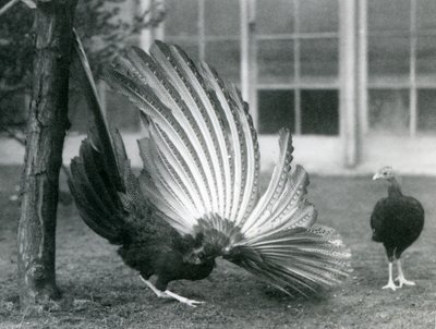 A Male Argus Pheasant Displaying His Wing and Tail Feathers, While a Female Stands in Front of Him, London Zoo, January 1926 by Frederick William Bond