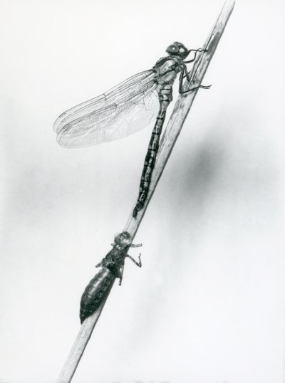 A newly emerged Golden-ringed Dragonfly rests on a reed above its empty larval shell, or exuvia, London Zoo, 1925 by Frederick William Bond