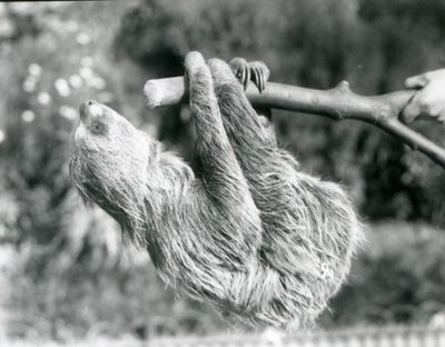 Two-toed Sloth at London Zoo, September 1925 by Frederick William Bond