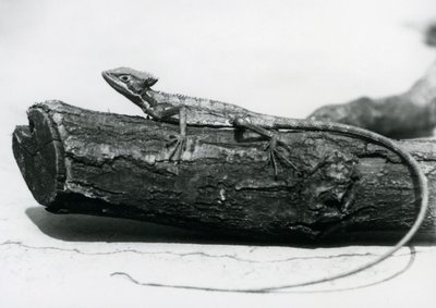 A young Basilisk Lizard resting on a log at London Zoo in August 1928 by Frederick William Bond