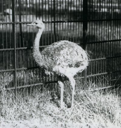 A Young Darwin