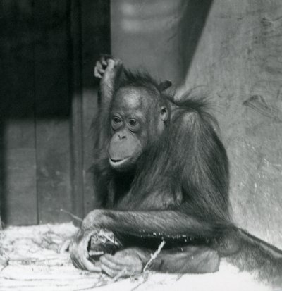 A young Orangutan sitting in its enclosure at London Zoo, October 1925 by Frederick William Bond
