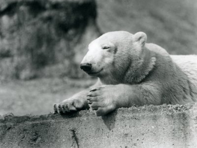 A young Polar Bear resting on a concrete ledge at London Zoo in 1927 by Frederick William Bond