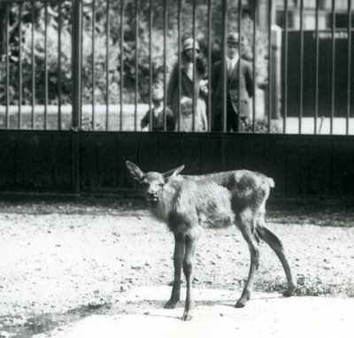 A young Wapiti standing in its paddock, with visitors looking on through bars, London Zoo, August 1927 by Frederick William Bond