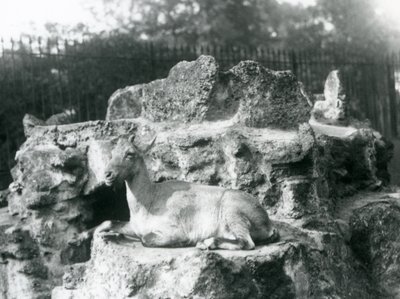 A Himalayan Ibex Resting on a Rock Ledge at London Zoo, August 1927 by Frederick William Bond