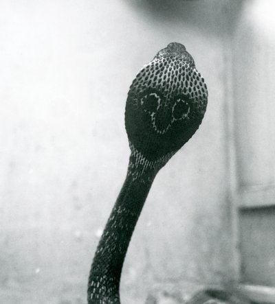 Indian Spectacled Asian Binocellate Cobra with Raised Head and Flared Hood, London Zoo, October 1925 by Frederick William Bond