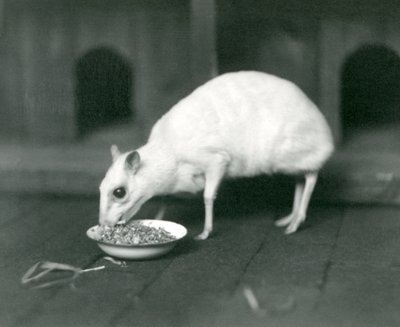 An Albino Javan Chevrotain (Java Mouse-Deer) Eating from a Bowl at London Zoo, 1926 by Frederick William Bond