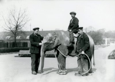 An Baby Indian Elephant with Keepers A. Church and H. Robertson at London Zoo, June 1922 by Frederick William Bond