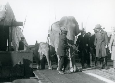 Asian elephants alighting from a boat en route to London Zoo in 1927 by Frederick William Bond