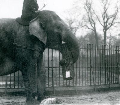 Female Asian Elephant, 