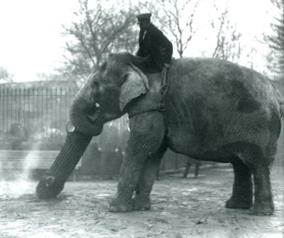 Female Asian Elephant, 