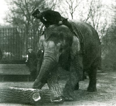 Female Asian Elephant, Indiarani, moving timber with her trunk, while her keeper sits on her back directing her, London Zoo, 1925 by Frederick William Bond