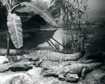 Four Alligators, in a Panorama Setting with a Banana Tree, at London Zoo in 1929 by Frederick William Bond