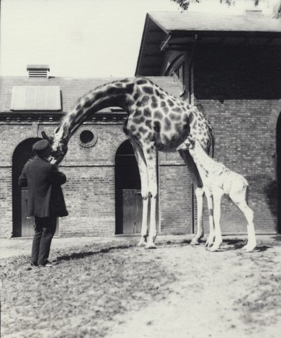 Giraffe with 3 Day Old Baby and Keeper at London Zoo by Frederick William Bond