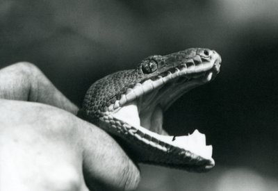Head of an Emerald Tree Boa, with its mouth open, held by the neck, by its keeper, London Zoo by Frederick William Bond