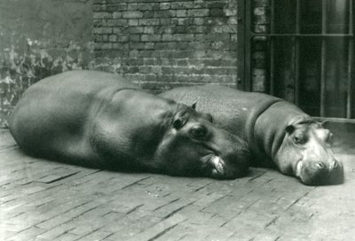 Hippopotamuses Bobbie and Joan Lying Down in Their Enclosure in London Zoo, July 1923 by Frederick William Bond