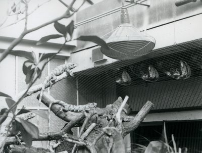 Iguanas basking on branches, enjoying the artificial sunlight in their enclosure, London Zoo, August 1928 by Frederick William Bond