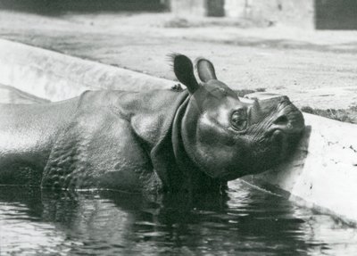 Male Indian Rhinoceros Felix Enjoying a Soak in His Pool at London Zoo by Frederick William Bond