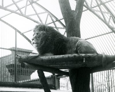 Male Lion, 
