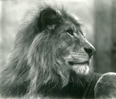 Male Lion Kuja at London Zoo in January 1925 by Frederick William Bond