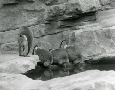 Three Sacred Baboons drink from a pool in their rocky enclosure while a fourth walks away, London Zoo, June 1925 by Frederick William Bond