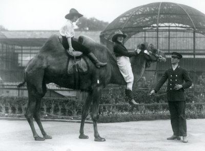 Two Cowgirls posing on a Bactrian Camel held by its keeper, London Zoo, 1924 by Frederick William Bond