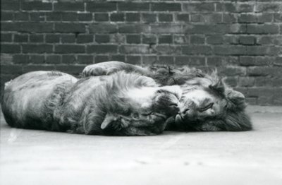 Two Lions Lying Down to Sleep with Their Paws Around Each Other, London Zoo by Frederick William Bond